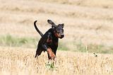 DOBERMANN 989